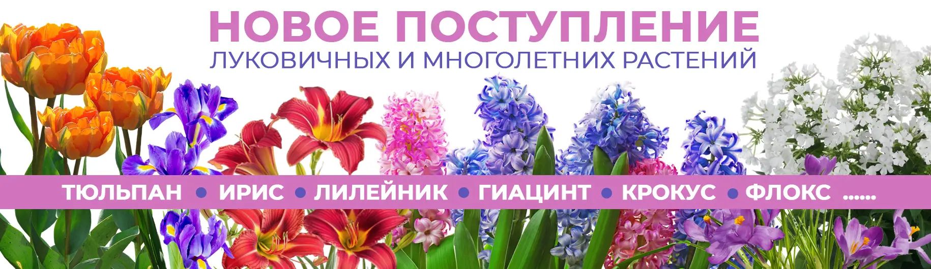 Баннер 2026: Новое поступление луковичных и многолетников